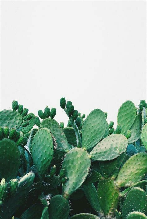Find more awesome billie images on picsart. #green #plant | Plants
