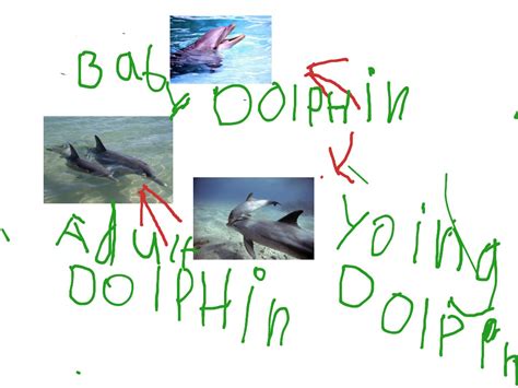 The Life Cycle Of A Dolphin By Libby Science Biology Ecology Showme