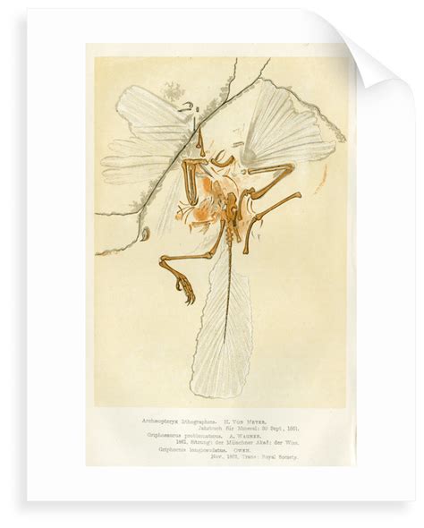 Archaeopteryx Posters And Prints By Unknown