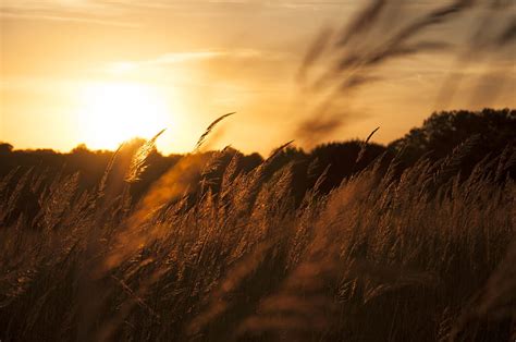 Reeds Ears Field Sunset Nature Landscape Hd Wallpaper Peakpx