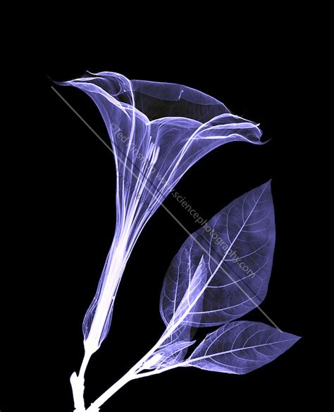 An X Ray Of A Datura Flower