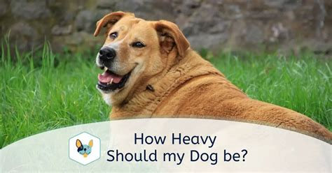 How Heavy Should My Dog Be Your Pet Insured