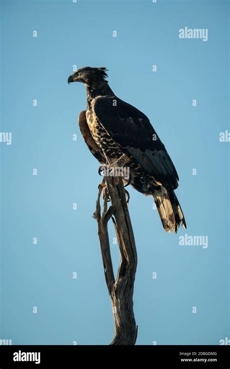African Crowned Eagle Hi Res Stock Photography And Images Alamy