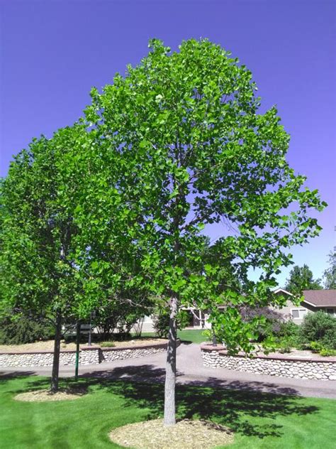 Flowering Trees | Flowering Trees for Sale in Colorado | Happy Trees ...