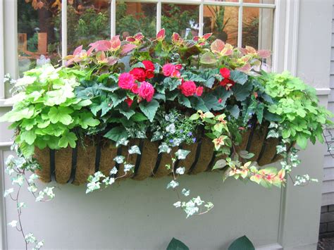 These daisylike flowers are available in lavender, pink, or white. one of my summer window boxes