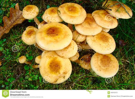 Red Wild Mushrooms Stock Photo Image Of Mushrooms