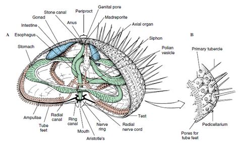 Class Echinoidea Echinoderms The Diversity Of Animal Life