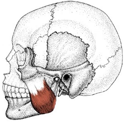 Pain In Your Jaw And Teeth Can Be Caused By Muscles
