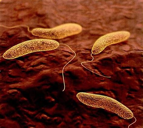 Laosaikiacholera Vibrio Cholerae
