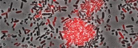 Novel Bacterial Language Discovered