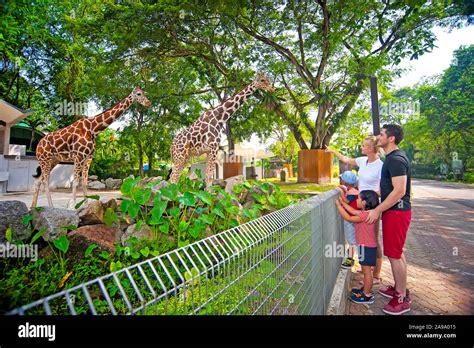 Gambar Mewarna Di Zoo Negara