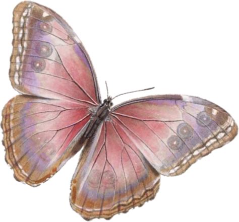 Pin By Giada Pacifici On ALI PER OOAK Butterfly Art Butterfly