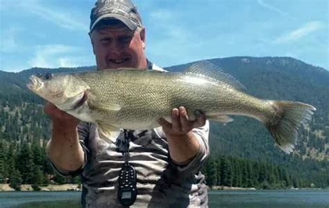 Huge Western Montana Walleye Montana Hunting And Fishing Information