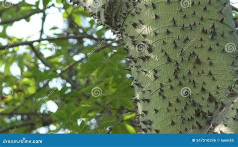 Spikes And Thorns On The Trunk Of A Tree Ceiba Speciosa Chorisia