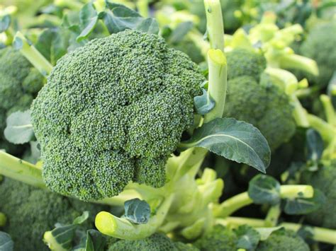 Tips And Information About Broccoli Gardening Know How
