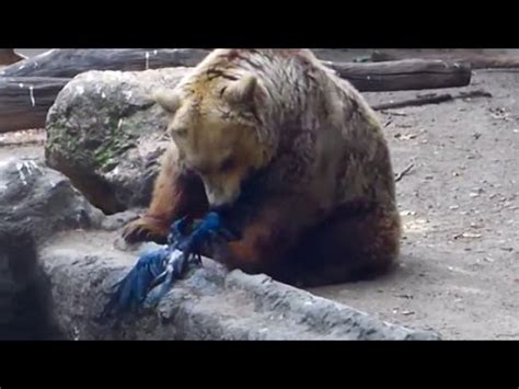 Lyrics for top songs by the bird and the bear. hqdefault.jpg