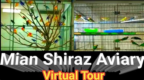 Parrot Aviary Tour Mian Shiraz Love Birds Parrot Aviary And Parrot