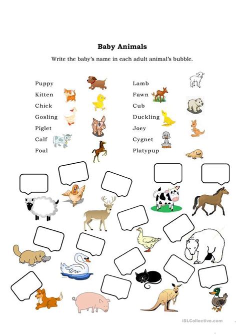 Baby Animals Names Worksheets | 99Worksheets