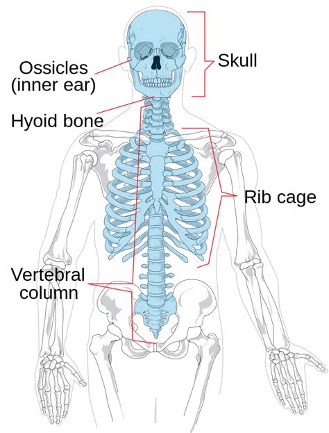Fileaxial Skeleton Diagram Blanksvg Wikimedia Commons Axial