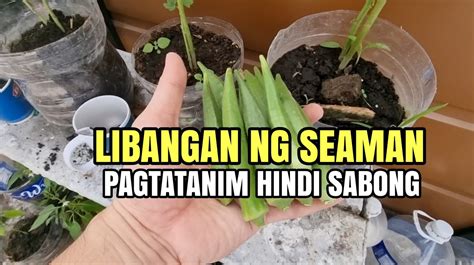 Seaman Magtanim Hindi Magsugal At Sumabong Wag Sabong Or Sugal