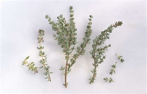 We did not find results for: 5 Perennial Herbs to Plant at Home