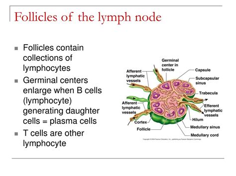 Ppt Lymphatic System And Body Defenses Powerpoint Presentation Free