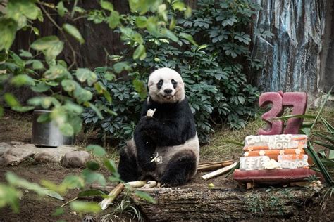 Worlds Oldest Panda Celebrates 37th Birthday And Sets Guinness World