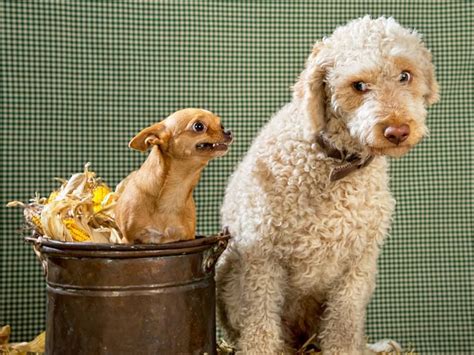 Lagotto romagnolo puppies, bred by truffle hunter. Lagotto Romagnolo | Labradoodle, Lagotto romagnolo, Dogs