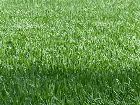 무료 이미지 자연 식물 들 목초지 녹색 수확고 목장 흙 농업 밀밭 시리얼 할렘 논 바닥 인조 잔디 잔디 가족 4000x3000