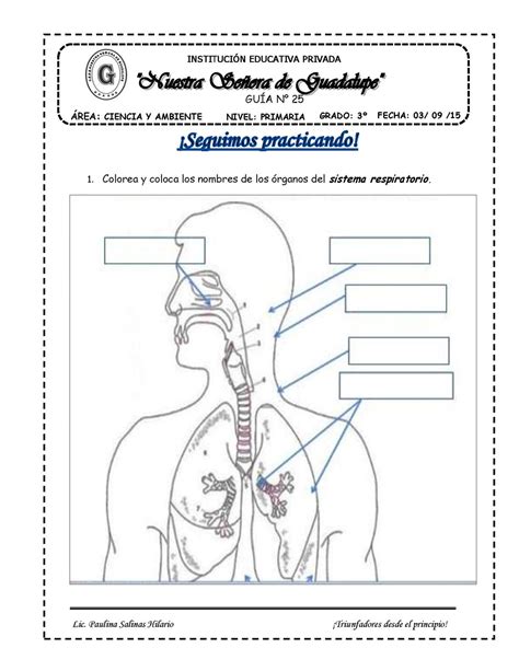 Calaméo Guias El Sistema Respiratorio Semana 25