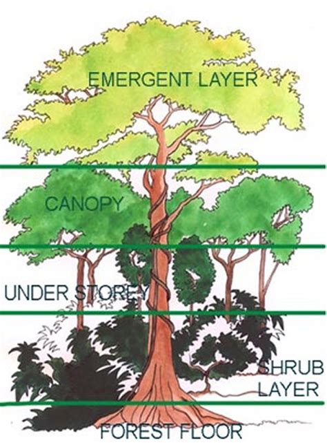 Rainforests, like all forests, begin with the soil. Tropical Rainforest Biome
