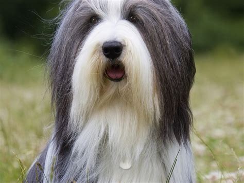 Breed Review Bearded Collie 16 Pics Pettime