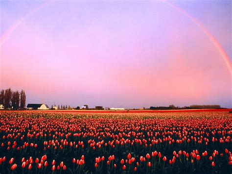 Wallpaper Sunset Flowers Sky Tulips Field Sunrise