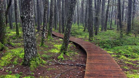 Landscapes Forest Path National Park Nova Scotia 1920x1080