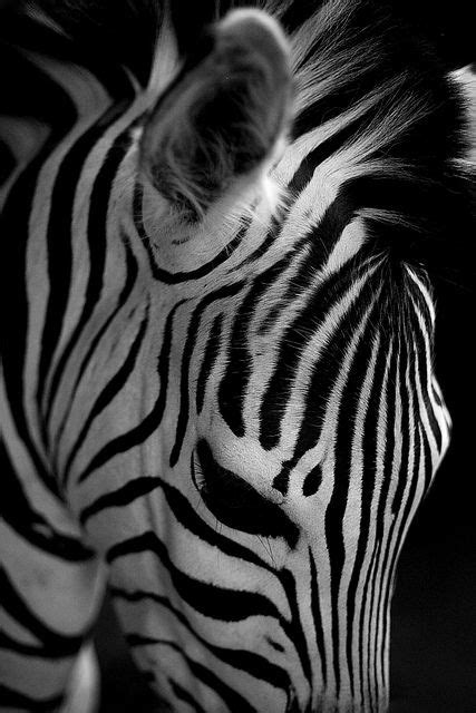Zebra Animals Wild Animals Beautiful Animal Planet
