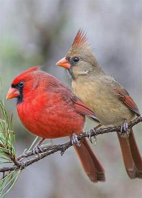 Pin By Dawn Fortune On Cardinals Beautiful Birds Birds Cardinal Birds