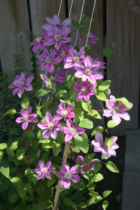 Maybe you would like to learn more about one of these? Photo of the bloom of Clematis 'Pink Champagne' posted by ...