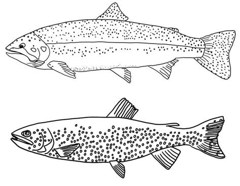Pretty Awesome Types Of Trouts Coloring Sheets In 2021 Fish Coloring