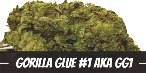 Gorilla Glue Strain 1 Cannabis Information Ilgm