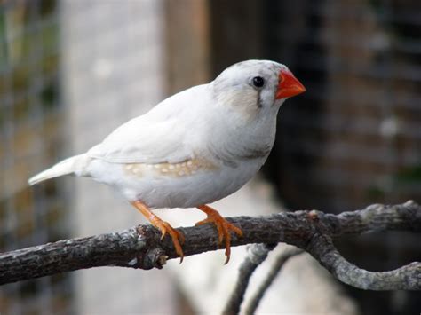 Zebra Finch Facts Diet Breeding Mutations Pet Care Pictures