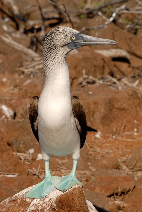 Fotos Gratis Naturaleza Pájaro Pies Ave Marina Fauna Silvestre