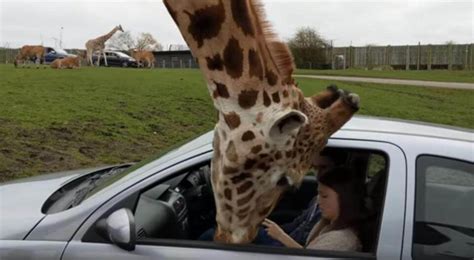8 juli, 2018 okategoriserade, reflektioner dela inlägget: Giraffen sticker in huvudet i bilen - det kvinnan gör får ...