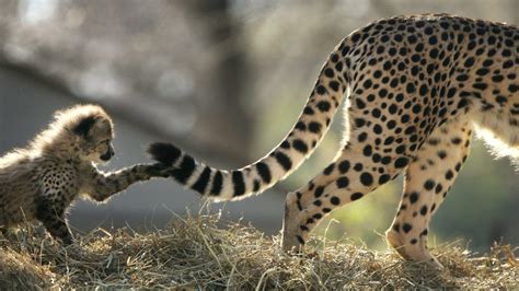 Some Cheetahs Are Terrible Mothers And That Leads To Exactly What You