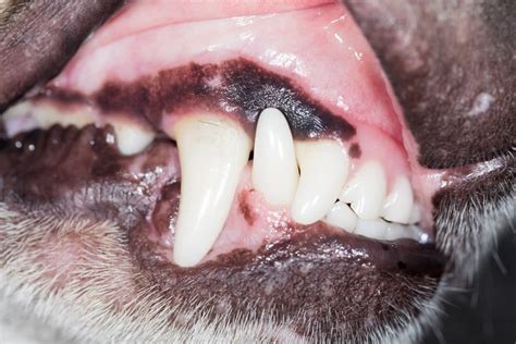 What Does The Colour Of Your Dogs Gums Say About Its Health