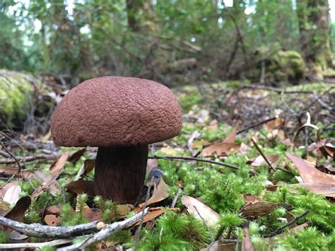 A Lovely Brown Mushroom From Tasmania What Is It Exactly Rmycology