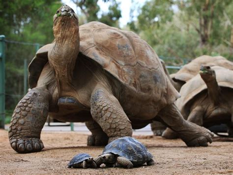 Giant Tortoises Stolen From Galapagos Adelaide Now