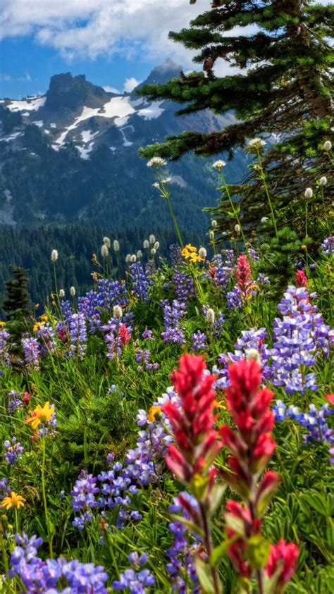 Free Download Mount Rainier National Park Mountains Meadow Flowers