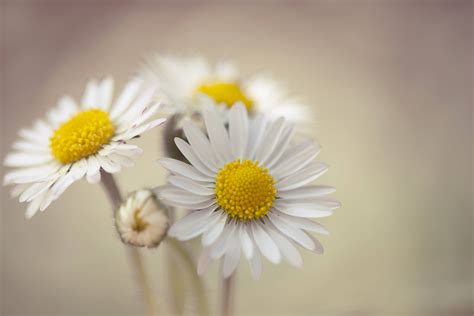 Daisy Wallpapers Wallpaper Cave