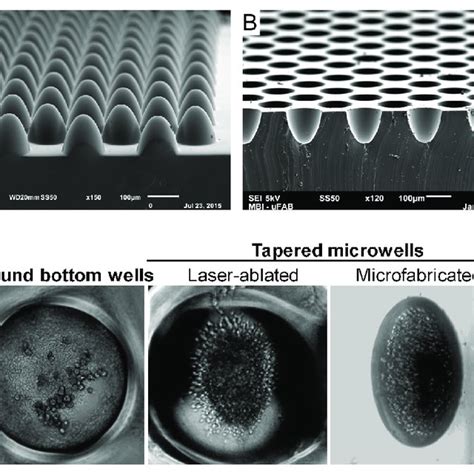Examples Of Microfabrication Technologies Applied To Biological