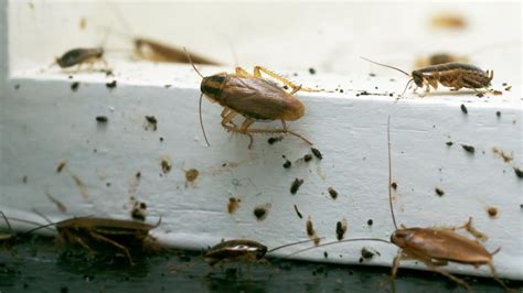 Common Household Bugs In Australia